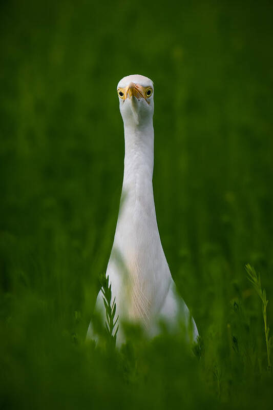 #green #greenery #jungle #forest Wild #nature #wildlife #white #eye #eyes #look #looking #cute #beauty #bird #animal Poster featuring the photograph Cattle Egret by Ahmed Elkahlawi