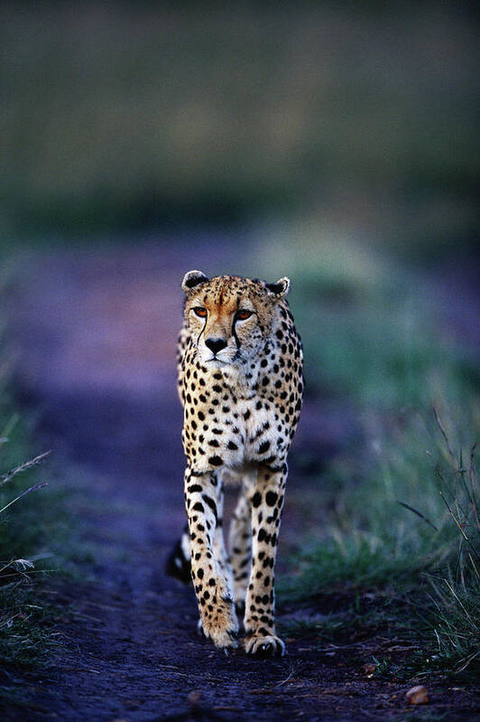 Kenya Poster featuring the photograph Cheetah Acinonyx Jubatus by Anup Shah