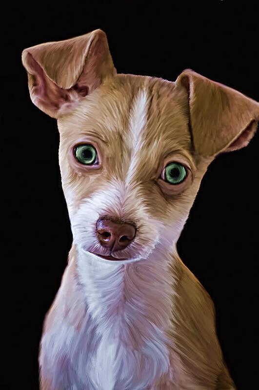 Chihuahua Poster featuring the photograph Chihuahua by Lori Hutchison