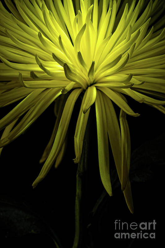 Chrysanthemum Spike Poster featuring the photograph Chrysanthemum Spikes by Ann Garrett