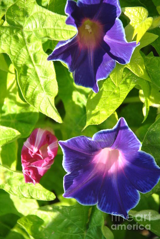 Botanical Poster featuring the photograph Clematis in Sun by Lori Moon