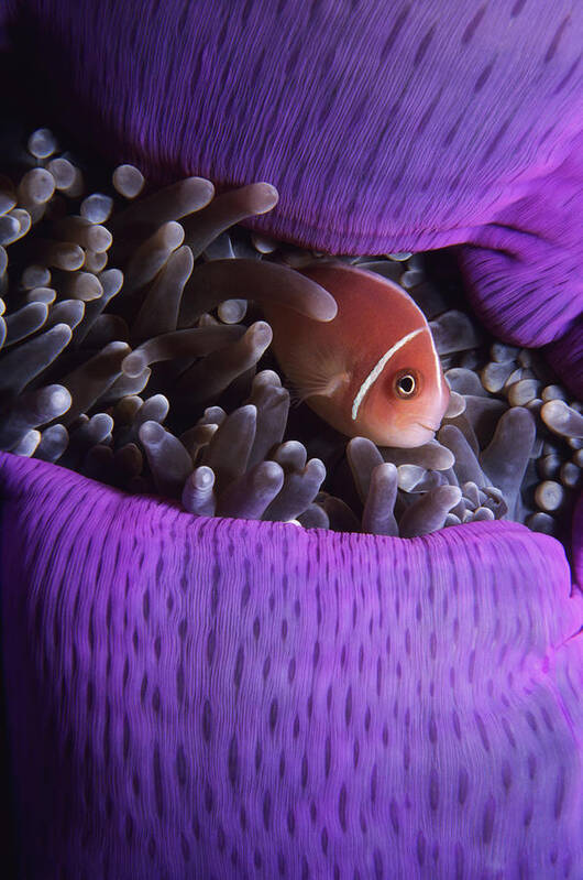 Underwater Poster featuring the photograph Clownfish In Purple Anenome by Tammy616