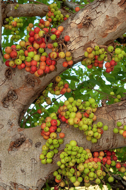 Ficus Glomerata Poster featuring the photograph Cluster Fig Tree With Abundance Of Fruit, Provides Food For by Steven David Miller / Naturepl.com