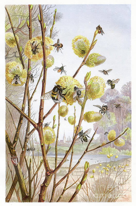 Etching Poster featuring the digital art Cluster Of Bees Chromolithograph 1884 by Thepalmer