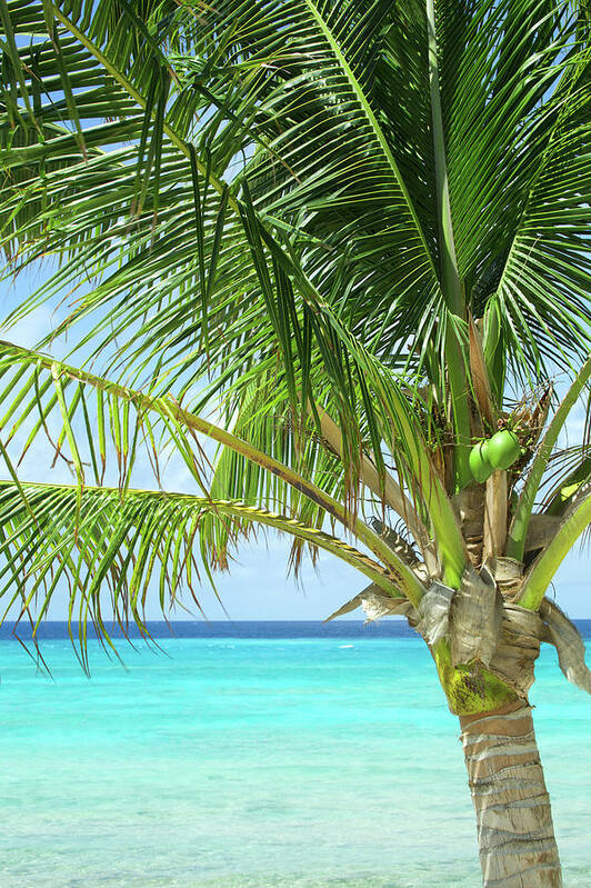 Tropical Tree Poster featuring the photograph Coconut Palm On Caribbean Beach, Travel by 1photodiva