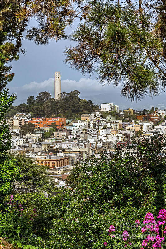 Coit Tower Poster featuring the photograph Coit Tower Through Trees by Kate Brown