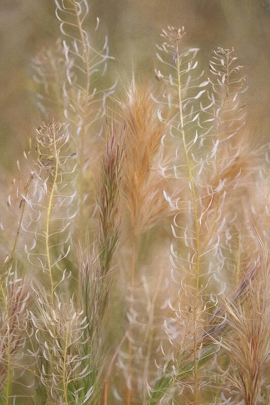 Grasses Poster featuring the photograph Colorful Grasses by Leda Robertson
