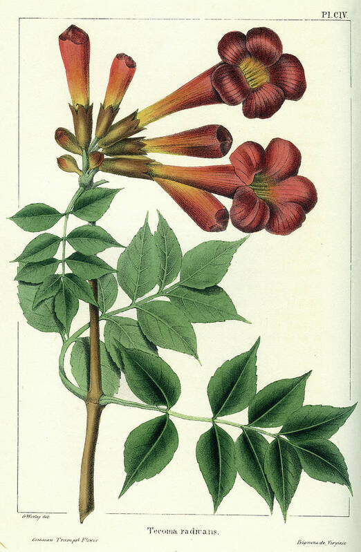 Common Trumpet Flower Poster featuring the drawing Common Trumpet Flower by Unknown