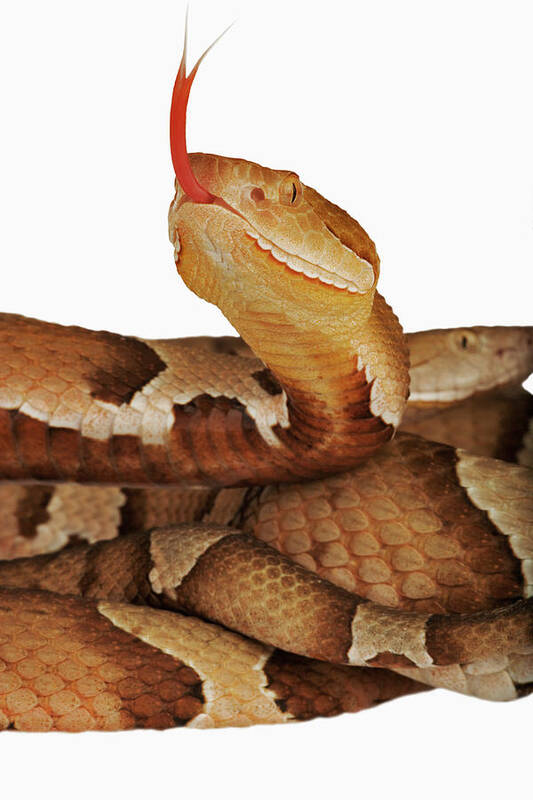 White Background Poster featuring the photograph Copperhead Agkistrodon Contortrix by Martin Harvey