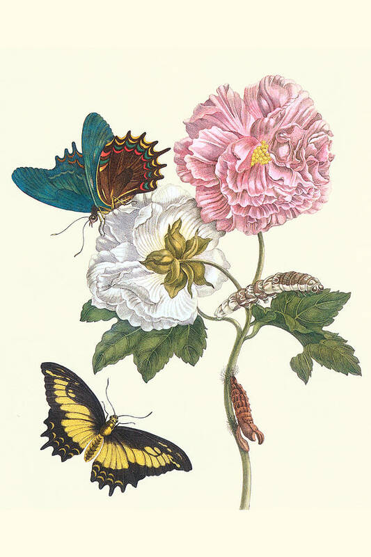 Merian Poster featuring the painting Cotton Rose Mallow with a Queen Swallowtail by Maria Sibylla Merian