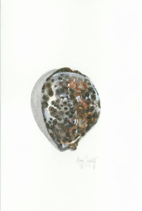 Shell Poster featuring the painting Cowrie by Maggii Sarfaty