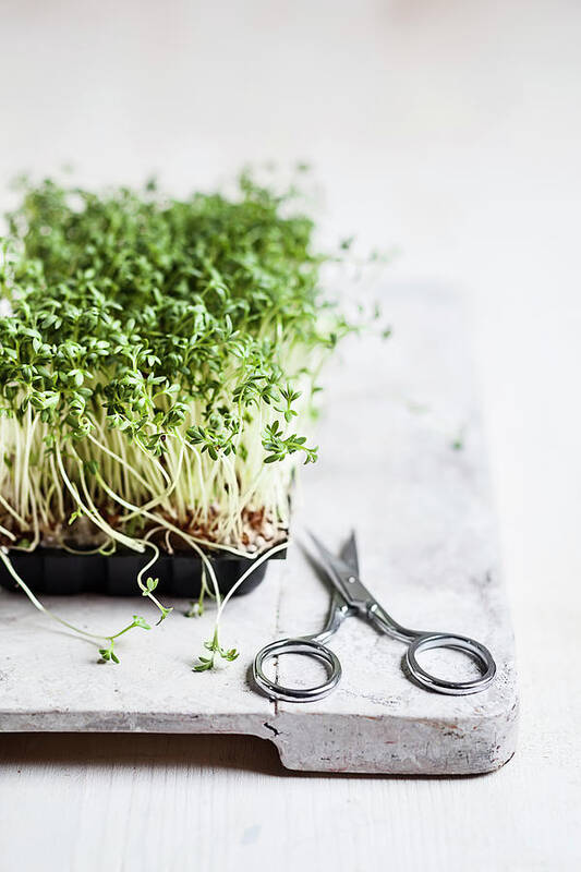 White Background Poster featuring the photograph Cress Lepidum Sativum In Plastic Bowl by Westend61