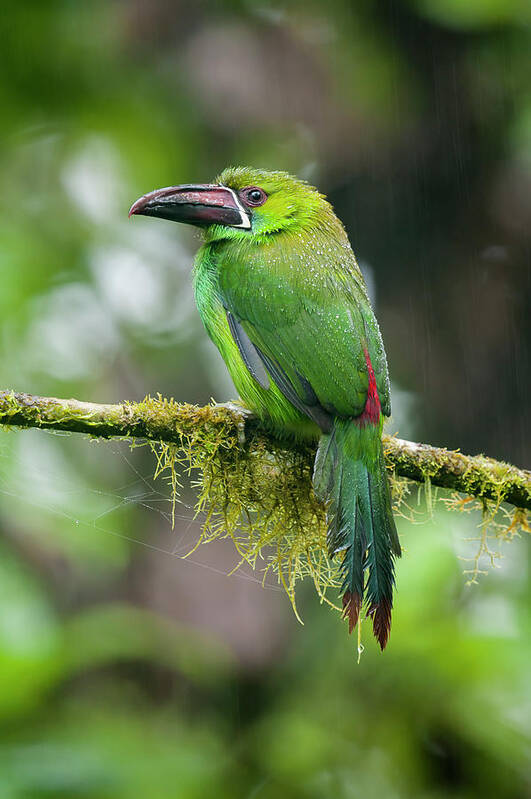 Animals Poster featuring the photograph Crimson-rumped Toucanet by Tui De Roy