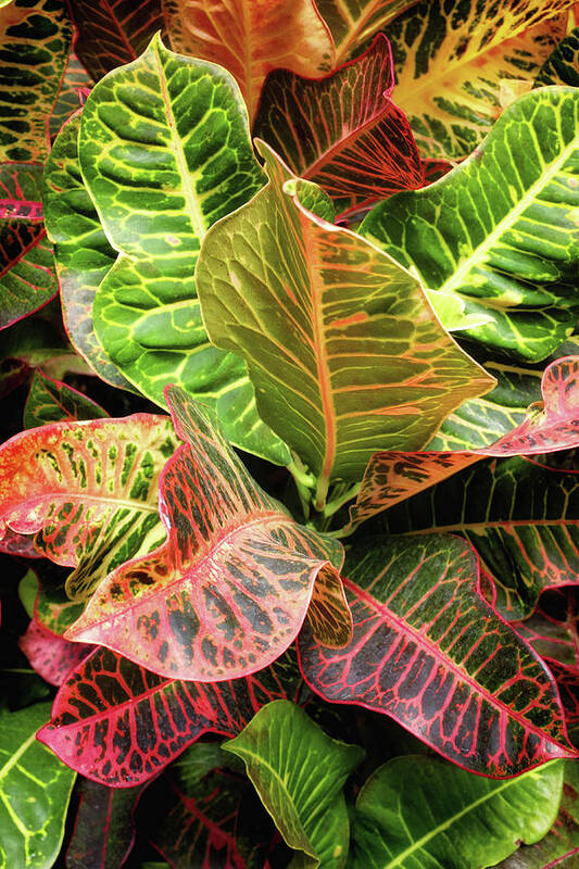Croton Plant Poster featuring the photograph Croton Leaves by Carlos Caetano