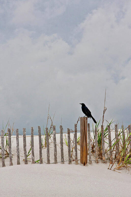 Sand Dune Poster featuring the photograph Crow On Dune Fence by Kelley Nelson