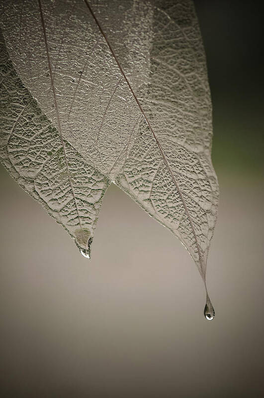 Leaf Poster featuring the photograph Crystal Rain by Maggie Terlecki