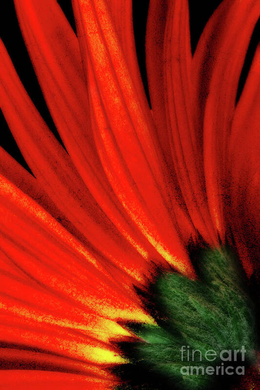 Gerbera Daisy Poster featuring the photograph Daisy Aflame by Anita Pollak