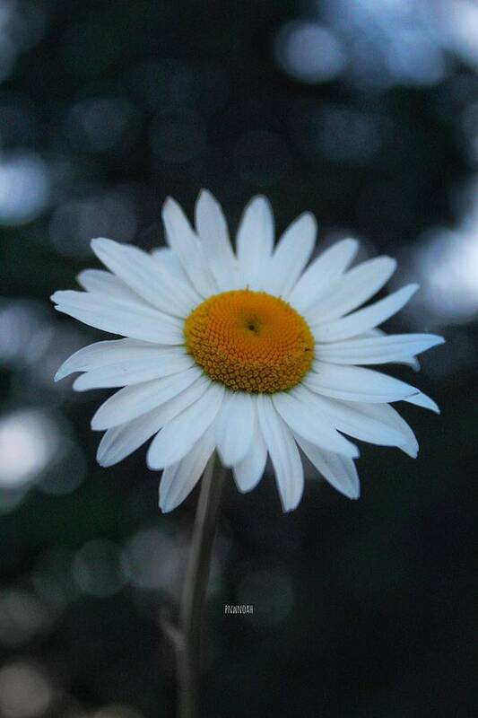 Flower Poster featuring the photograph Daisy by Noah Mahlon