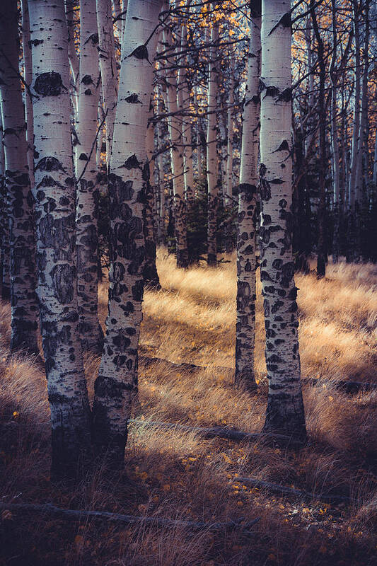 Aspen Trees Poster featuring the photograph Deep Fall by The Forests Edge Photography - Diane Sandoval