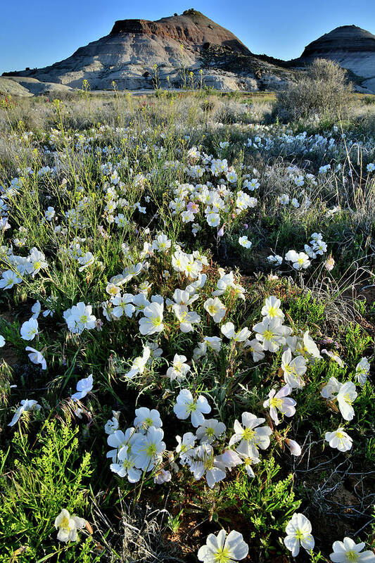 Ruby Mountain Poster featuring the photograph Desert Roses in Bloom in Colorado by Ray Mathis