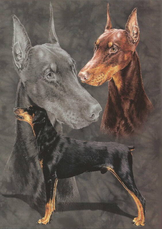 Working Group Poster featuring the drawing Doberman Alteration by Barbara Keith
