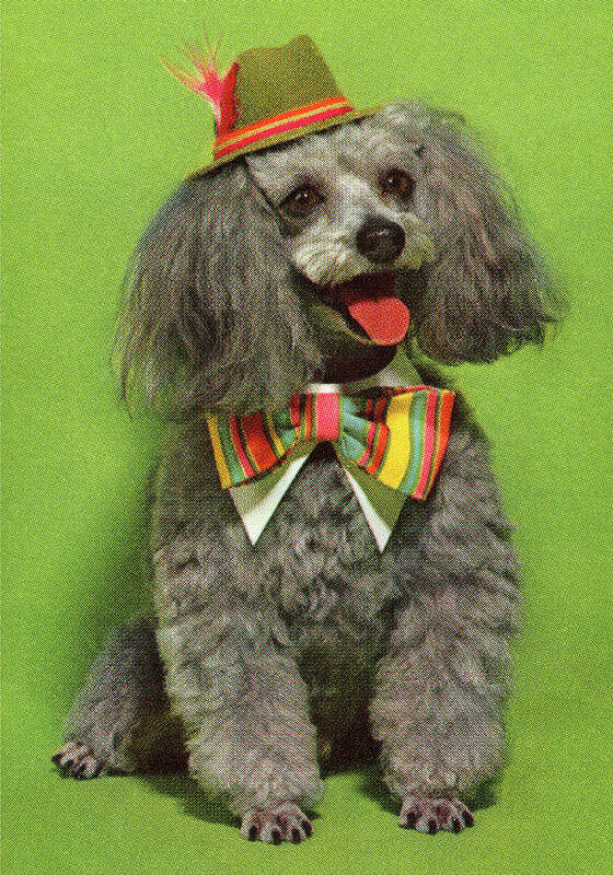 Accessories Poster featuring the drawing Dog Wearing Hat and Bowtie by CSA Images