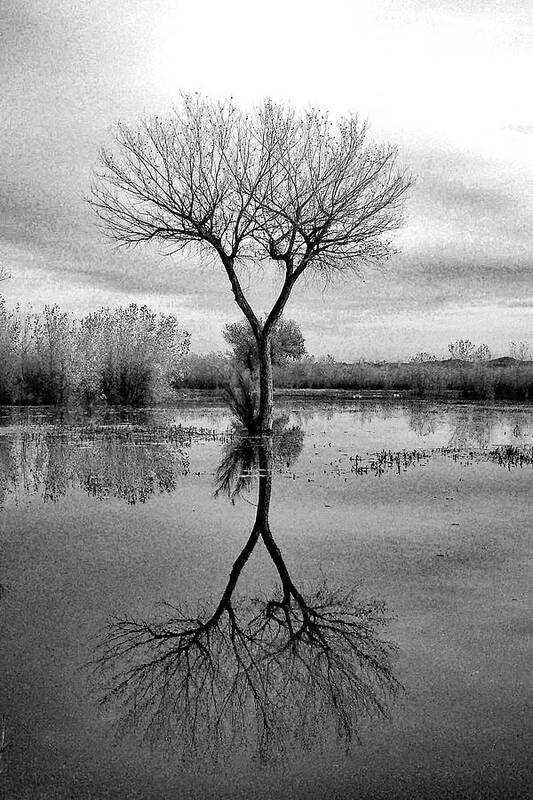 Tree Poster featuring the photograph Double Y Tree by Jerry Griffin