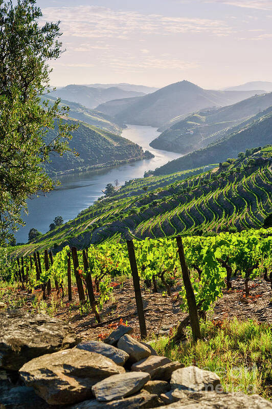 Portugal Poster featuring the photograph Douro vines, Portugal by Mikehoward Photography