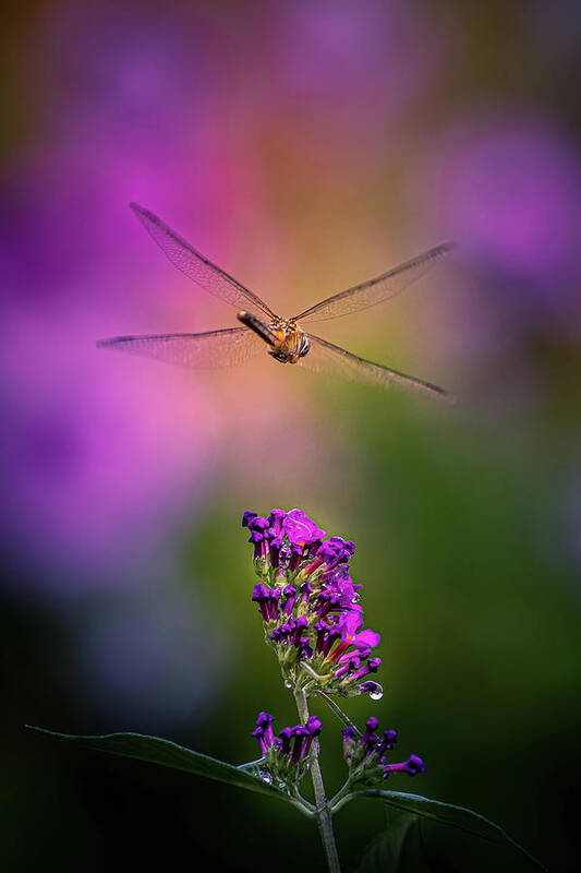 Dragonfly Poster featuring the photograph Dragon Flight by Allin Sorenson