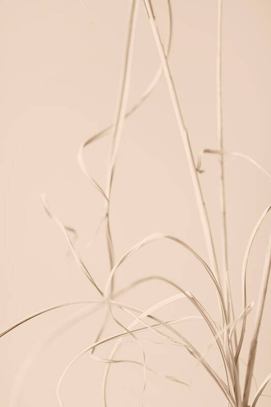 Grass Poster featuring the photograph Dried Grass Beige 01 by 1x Studio Iii