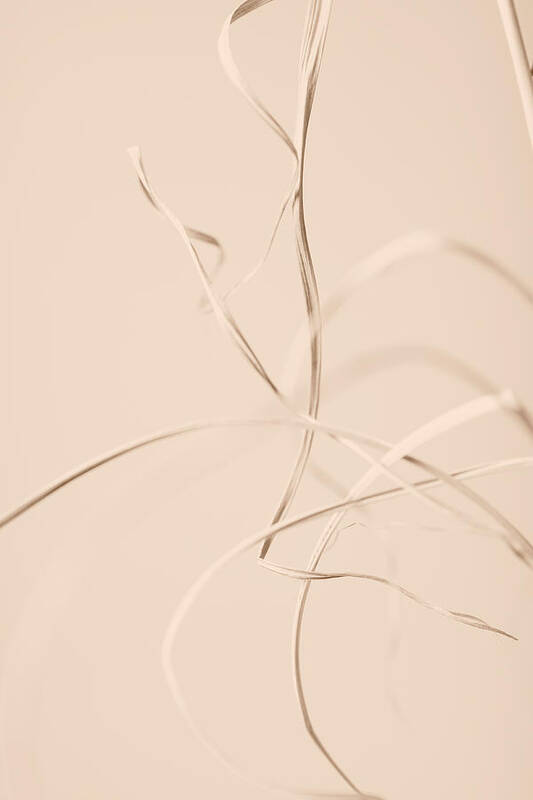 Grass Poster featuring the photograph Dried Grass Beige 02 by 1x Studio Iii