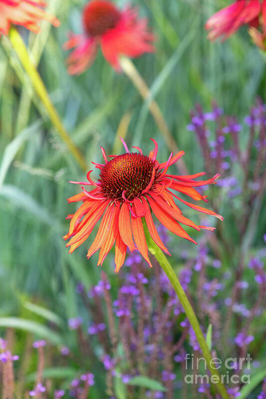 Echinacea Hot Lava Poster featuring the photograph Echinacea Hot Lava by Tim Gainey