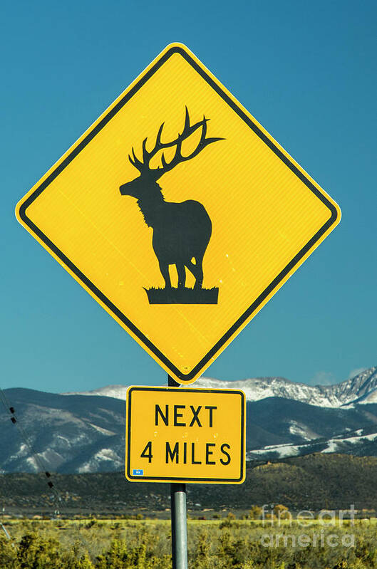 Elk Poster featuring the photograph Elk Warning Sign by Tim Mulina