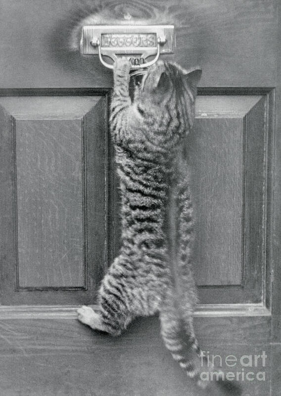 Humor Poster featuring the photograph English Watch Cat by Bettmann