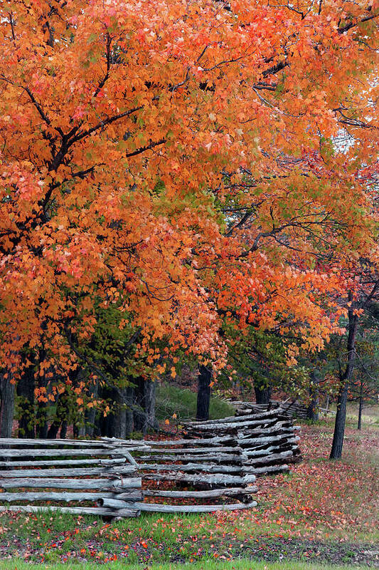 Split Rail Fence Poster featuring the photograph Fall Colors Split Rail Fence by David T Wilkinson