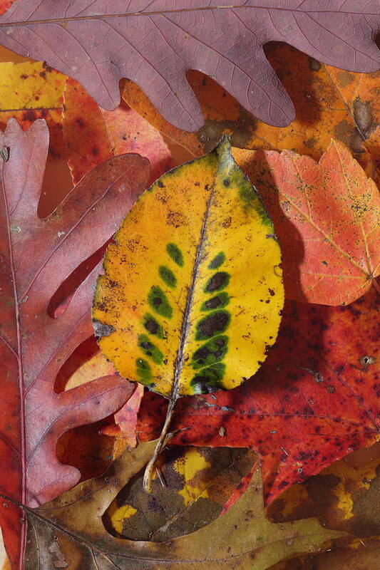 Leaves Poster featuring the photograph Fallen Leaves by Daniel Reed