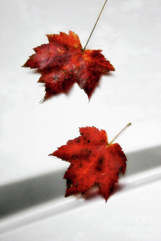 Maple Leaves Poster featuring the photograph Fallen Leaves by Joan Bertucci