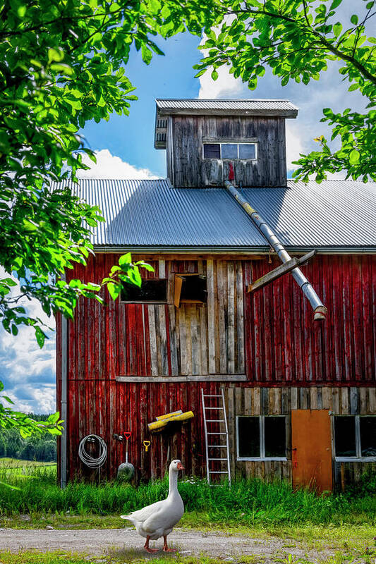 Barn Poster featuring the photograph Farmgoose by Debra and Dave Vanderlaan