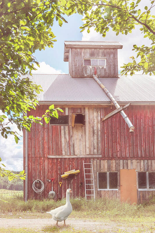 Barns Poster featuring the photograph Farmgoose Soft Colors by Debra and Dave Vanderlaan