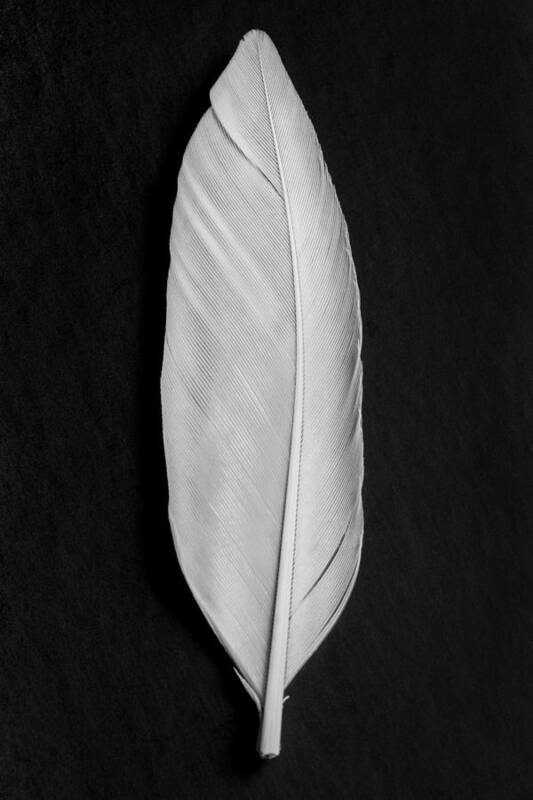 Feather Poster featuring the photograph Feather_008 by 1x Studio Iii
