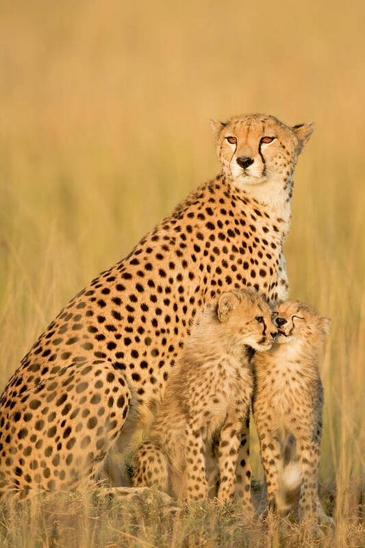 Kenya Poster featuring the photograph Female Cheetah Acynonix Jubatus With by Winfried Wisniewski