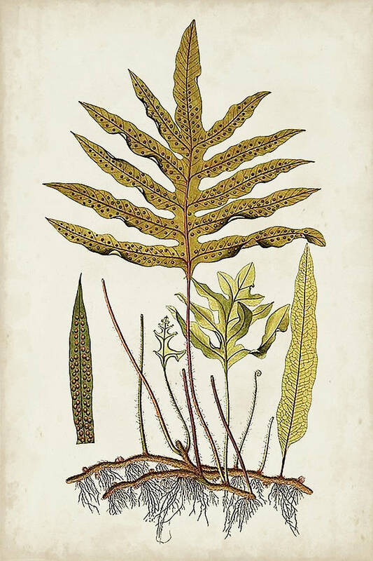 Botanical & Floral+ferns+botanical Study Poster featuring the painting Fern Botanical I by Vision Studio
