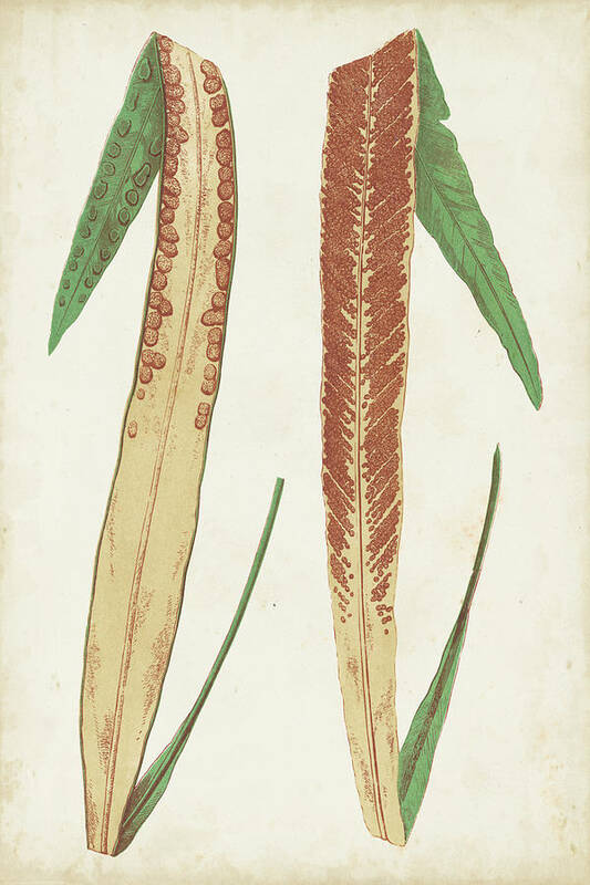 Botanical Poster featuring the painting Fern Family Iv by Lowe