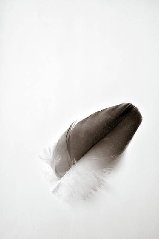 Feather Poster featuring the photograph Flightless by Michelle Wermuth