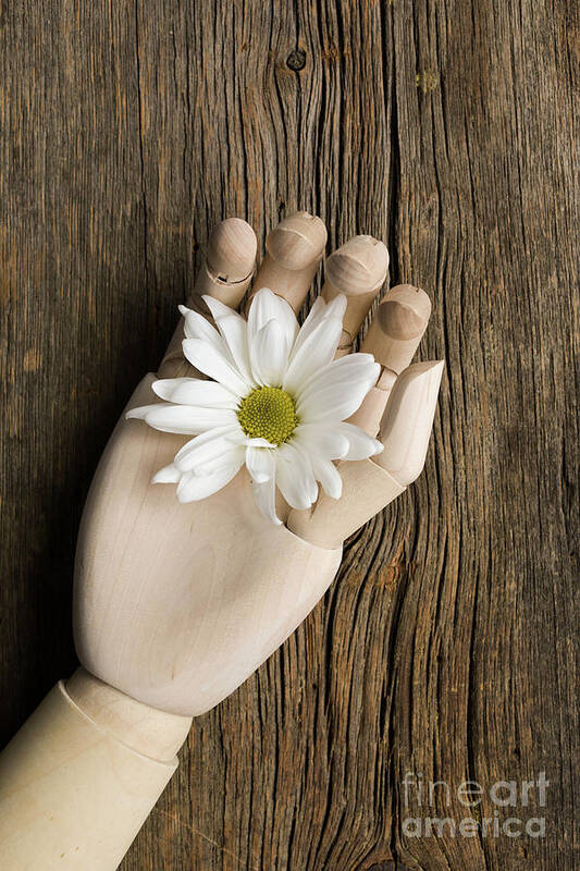 Flowers Poster featuring the photograph Flower in Wooden Hand by Edward Fielding