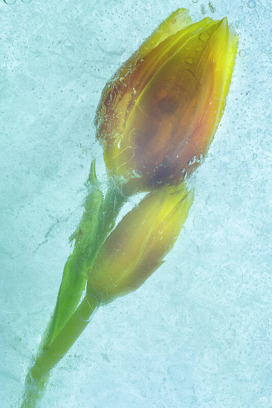 Flowers On Ice-4 Poster featuring the photograph Flowers On Ice-4 by Moises Levy
