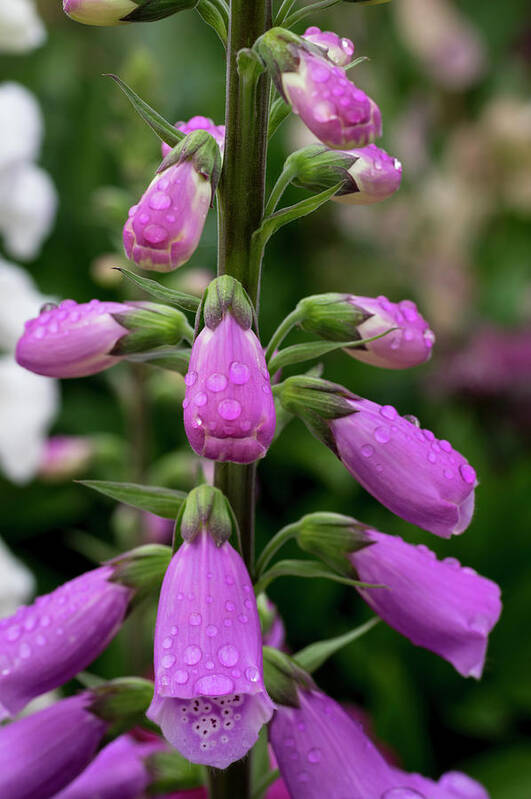 Flowers Poster featuring the photograph Foxglove by Steven Clark