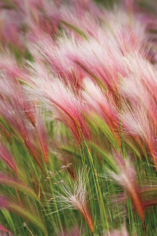 Canada Poster featuring the photograph Foxtail Barley V by Alan Majchrowicz