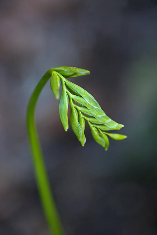 Freesia Bud Is Waking Up Poster featuring the photograph Freesia Bud Is Waking Up by Joy Watson