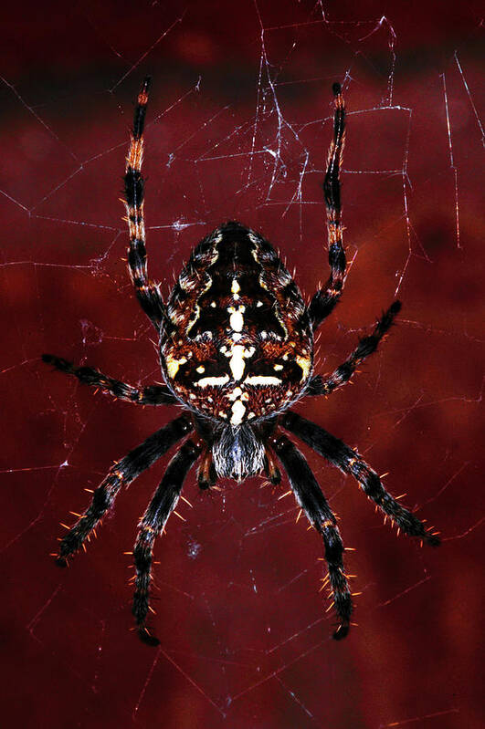 Spider Poster featuring the photograph Garden Spider by Stephen Walton